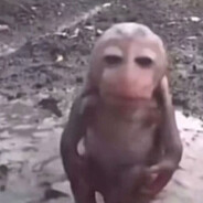 Monito :D