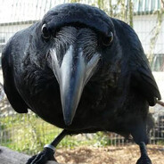 Bedrockcrow