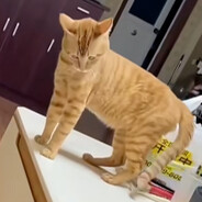 老朱