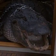 Elvis, Alligator avatar