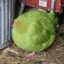Pollo Guatón De Color Verde