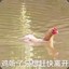 神奇番鸭