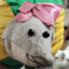 Party_Rat