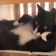 随波逐流胖头鱼