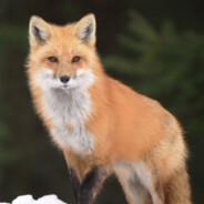 RustyFox