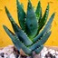 Aloe_Vera