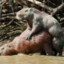 Capybara