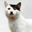 Adolf's avatar