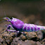 Purple Shrimp