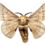 Bombyx Mori