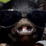 пенис пью пепси з