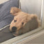 鹤