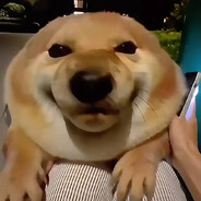 Чертила поганая