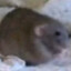 Avatar of Low Res Rat