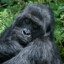 GORILLA 1