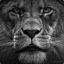 SwordLion -iwsl-