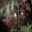 TheWitchoftheWood