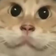 月半猫亡命天涯