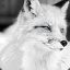 White Fox