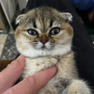<<INGUSH>>