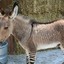 bobozonkey