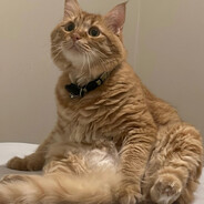 TEO