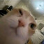 sili_kitten_gaming