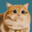 Meow67