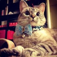 Shadow_of_Lade iz animevipa