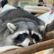 爱是自由意志的沉沦