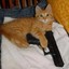 CAT WITH THE GAT