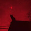 Redd