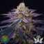 puffNplay