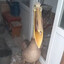 Griddlebone
