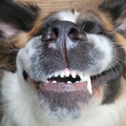 vabene - steam id 76561198864021581