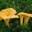 Chanterelle