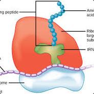 Ribosomes