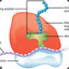 Ribosomes