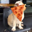 pizzadog