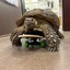 another_tortoise