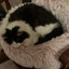 MeowFioso