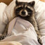 Clove