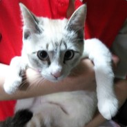 NEKO WORKs