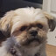 Pixie_Warrior