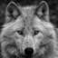 Lonewolf