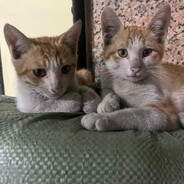 番茄凸(艹皿艹 )西红柿