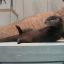 Sybaritic Otter