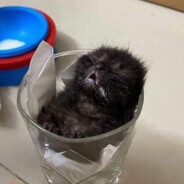 ukraine=mute - steam id 76561198853829446