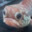 bummed fish