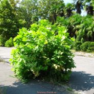 ₪.°ХǺӍΣĿΣӦÑ°.₪